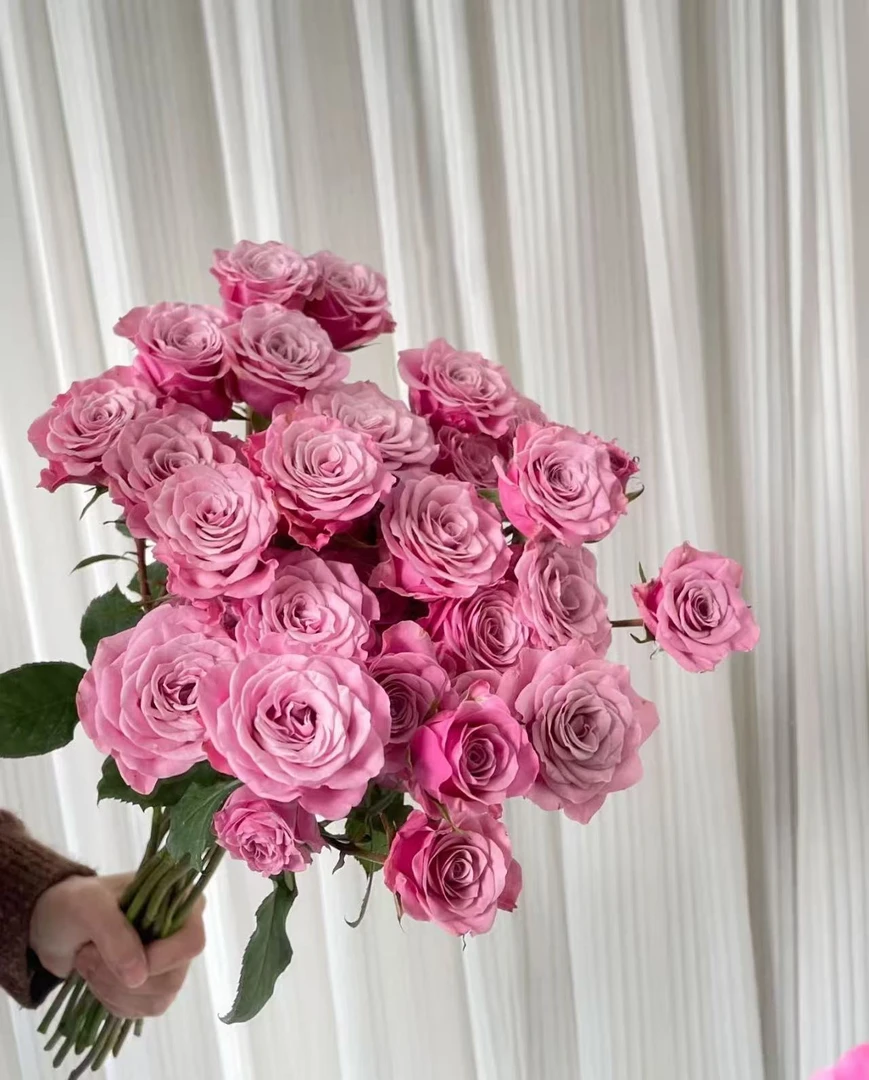 【诺拉多头玫瑰】多头玫瑰 云南基地直发鲜花