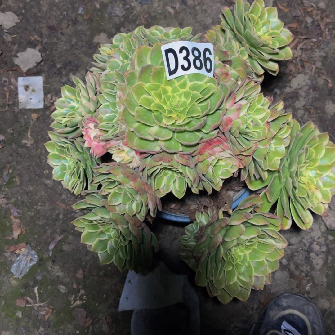 海燕法师16////27包邮