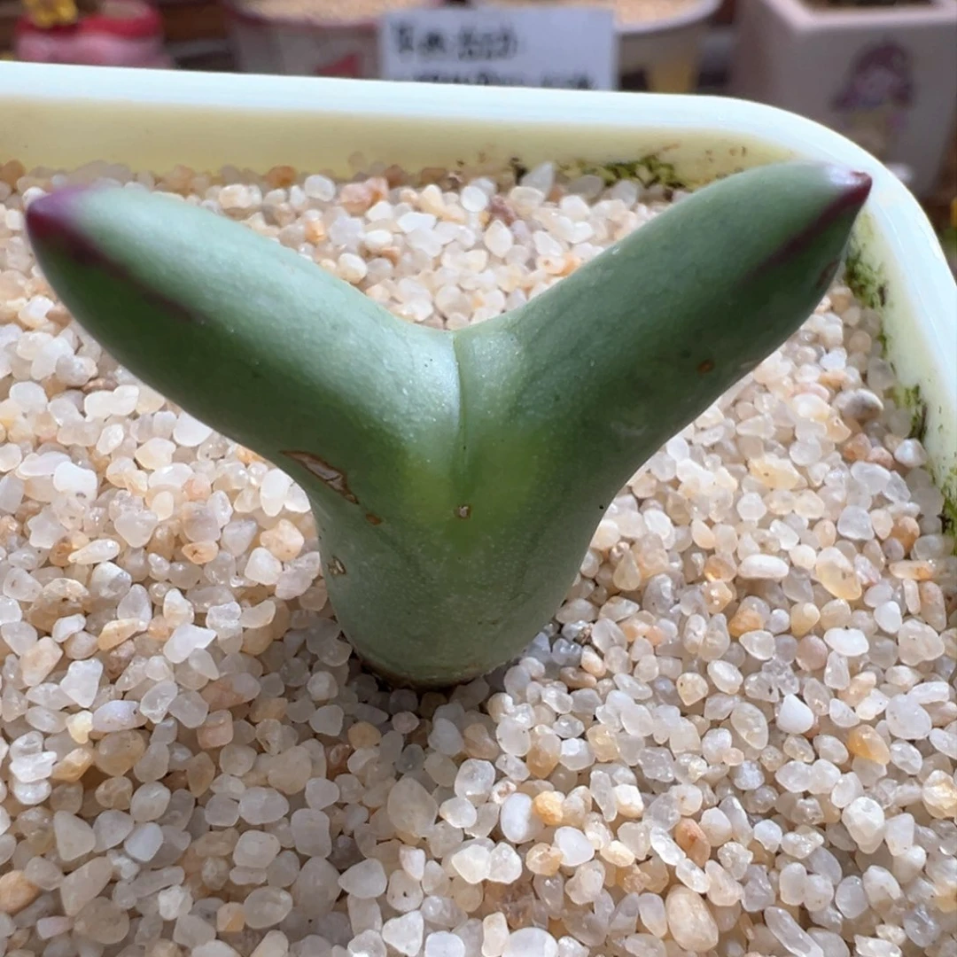 701。SSG0136尖耳皮卡丘。大劈叉