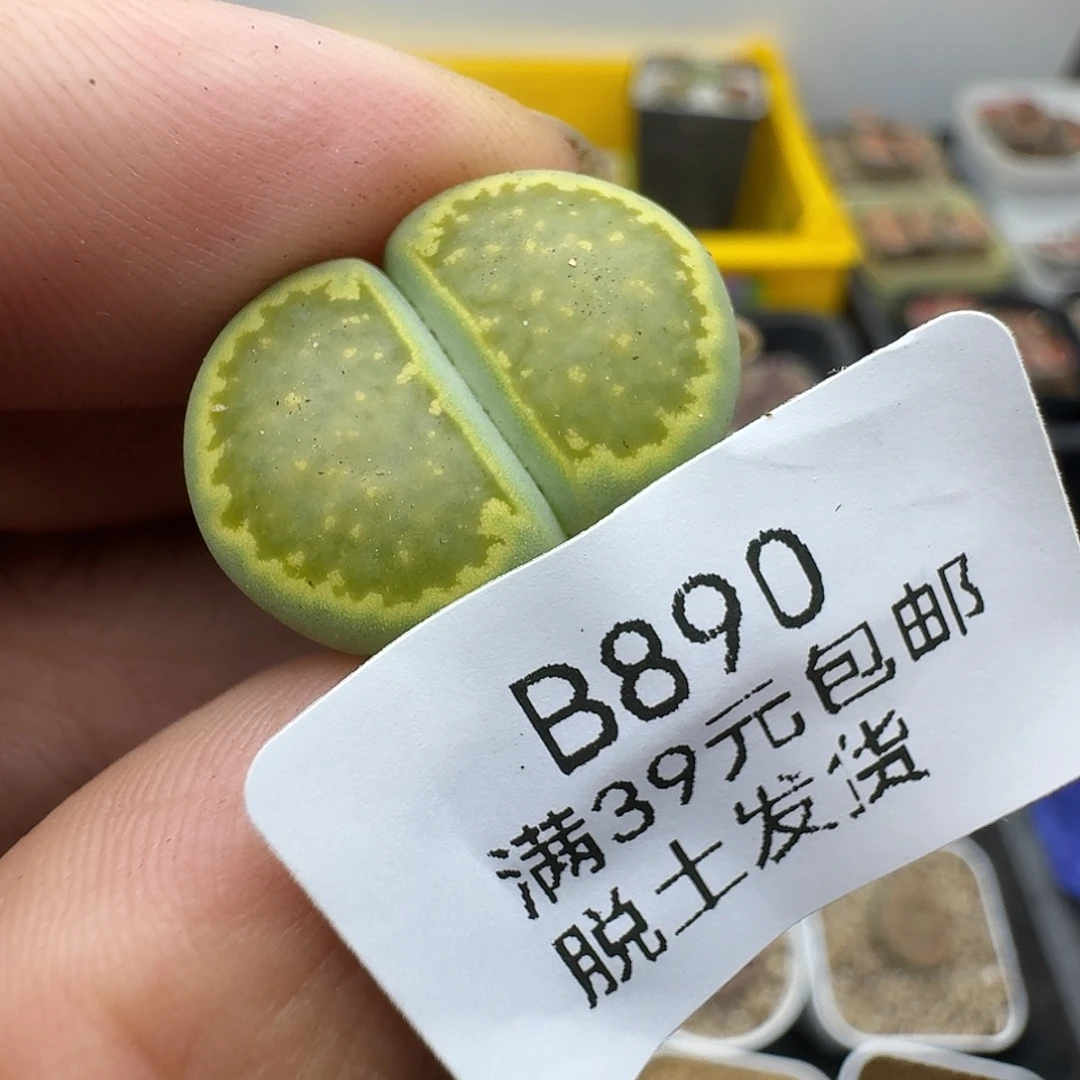 懒***佳890多人哈哈哈哈哈哈哈哈