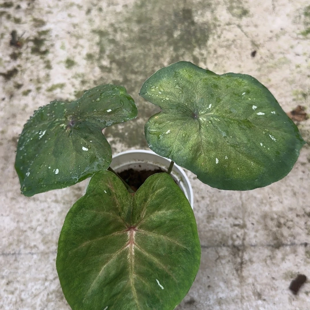 完全开放21小海王无售后