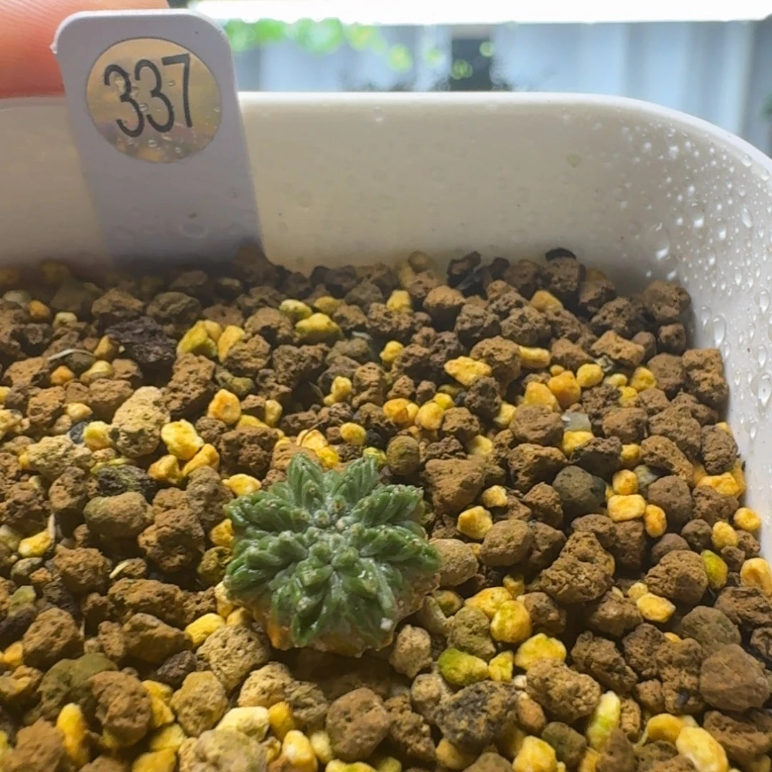 337实生老花笼呵呵呵呵