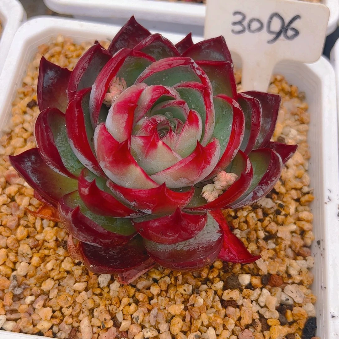 糖****惊鸿仙子一物一拍3096号