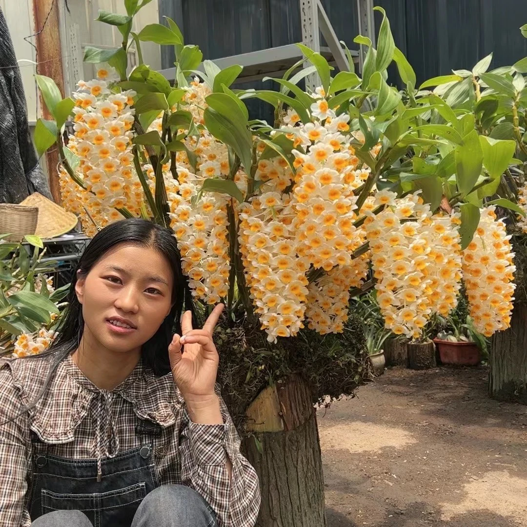 各种石斛大杂烩  一物一拍