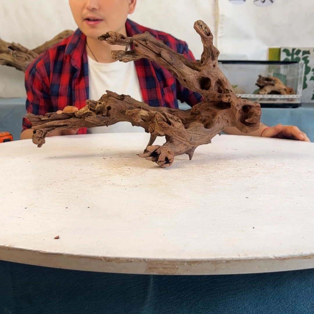 沉木造景爬宠造景