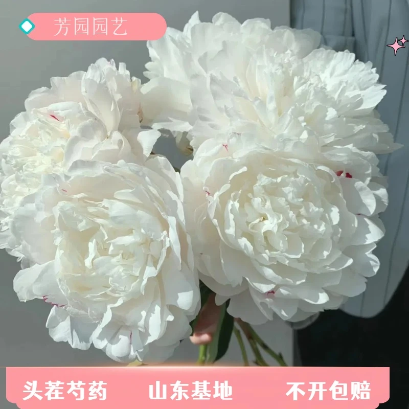 【杨妃出浴】芍药鲜切花重瓣大芍药山东基地直发