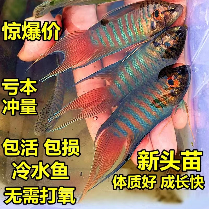 中国斗鱼活体冷水观赏耐养不打氧小型鱼好养耐活5-10元只发浮萍