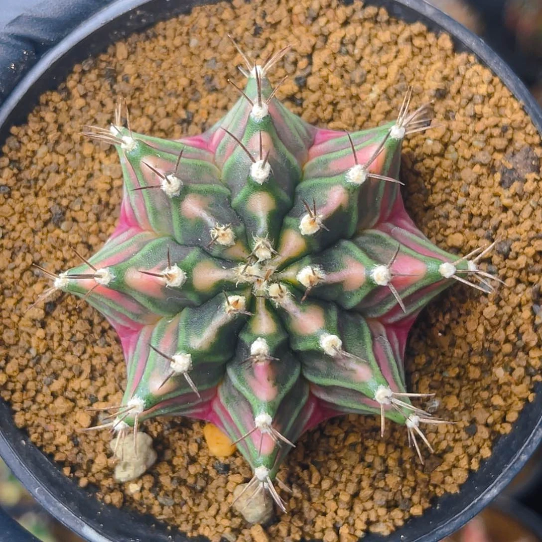 米哈006 实生 红臀5.8公分