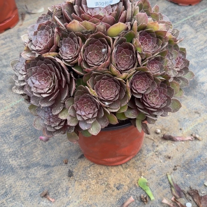 瑞妈多肉园艺765桃花石