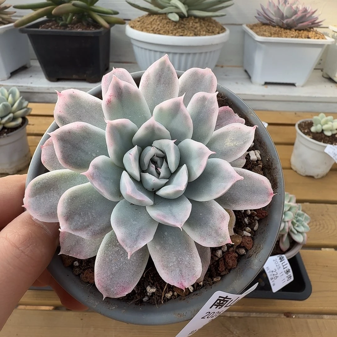 蓝黛莲锦111111-234