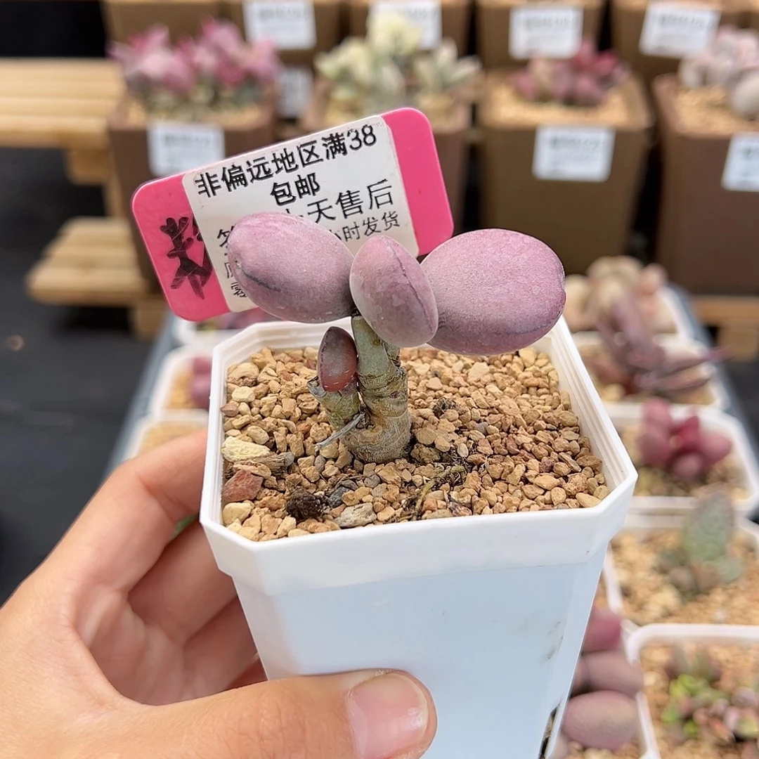 M****o280球球紫蛋多肉