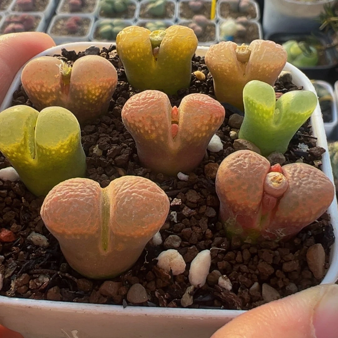 4年母本风铃组合多肉