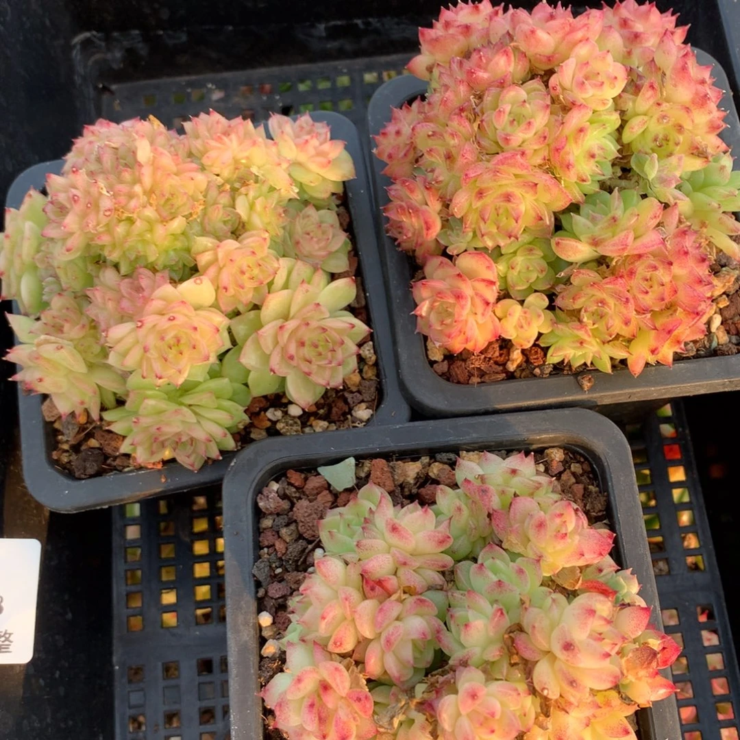 1130-88 套餐一组