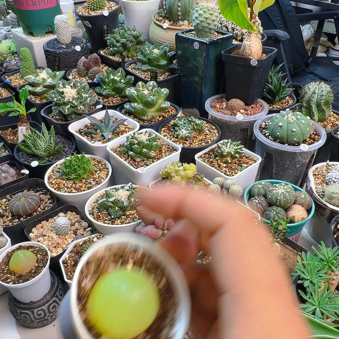 S***.灯泡多肉带盆发货