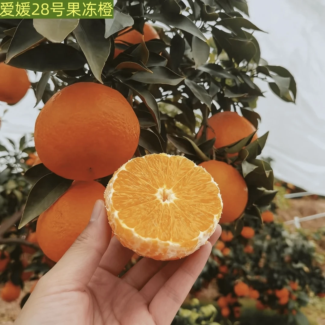 【当年结果】正宗果冻橙 果树苗 南方北方 可种可地栽盆栽耐寒
