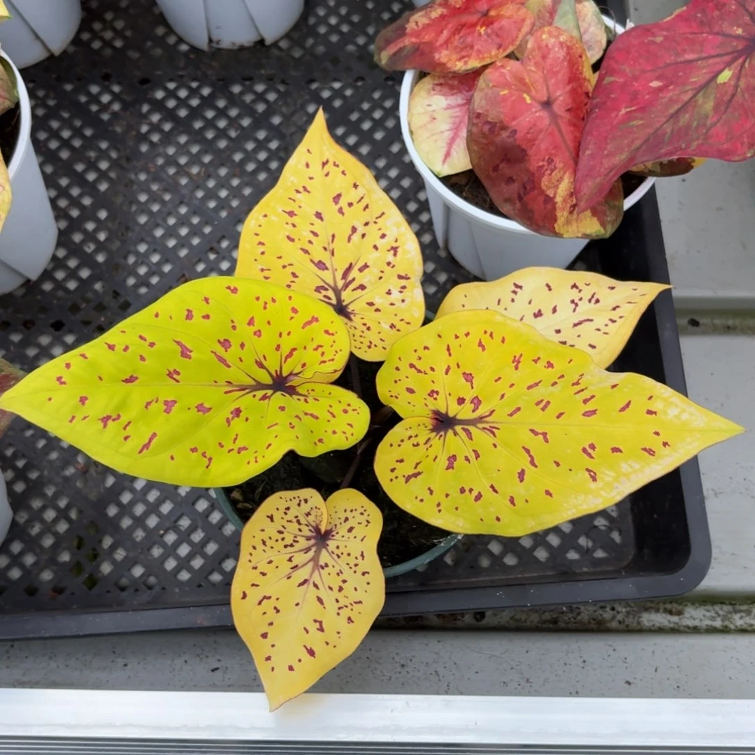 秋香泰国彩叶芋79-1224