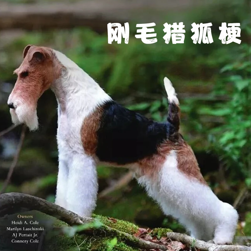 刚毛猎狐梗选品链接