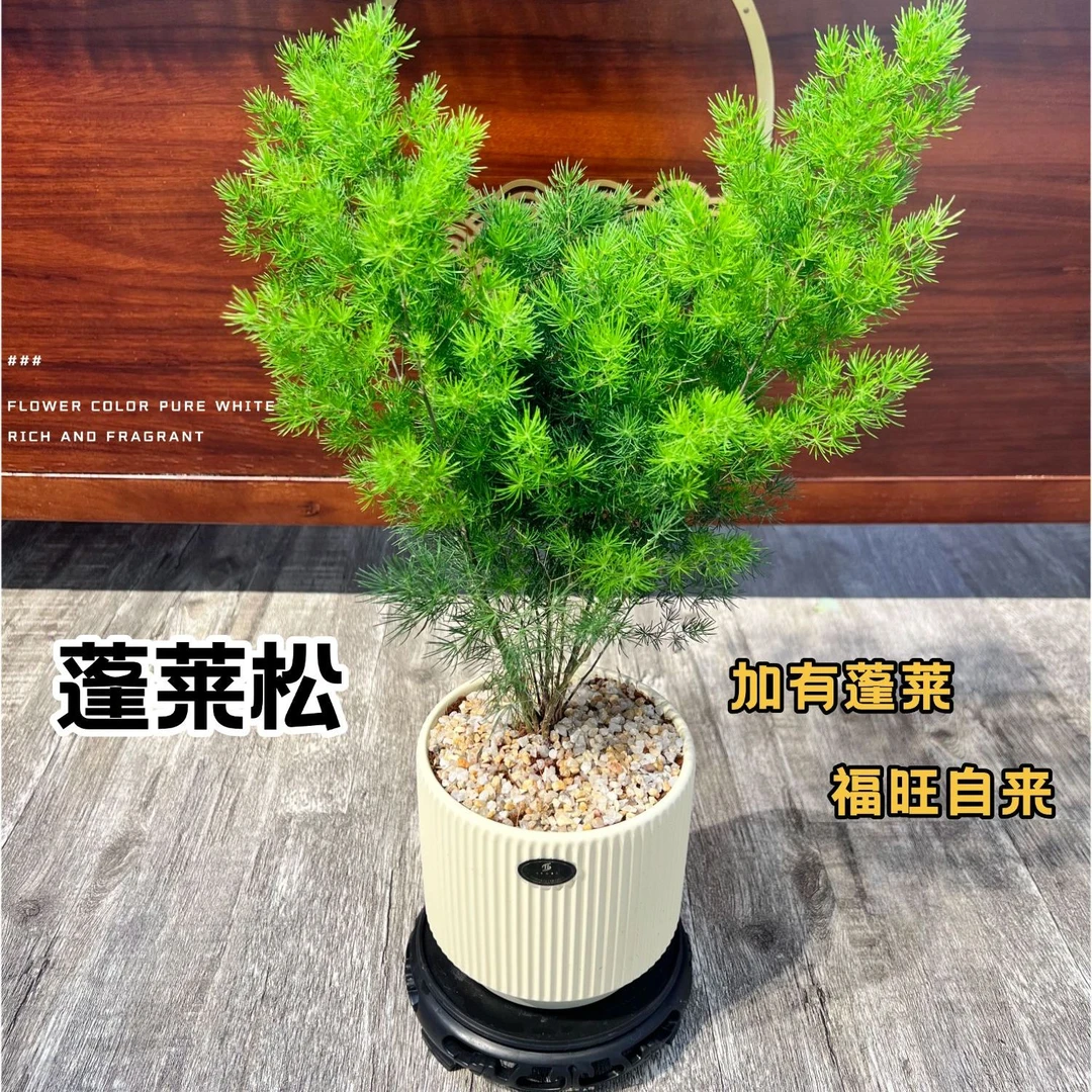 蓬莱松青松盆栽办公室绿植好养活室内四季常青桌面家养植物小盆景