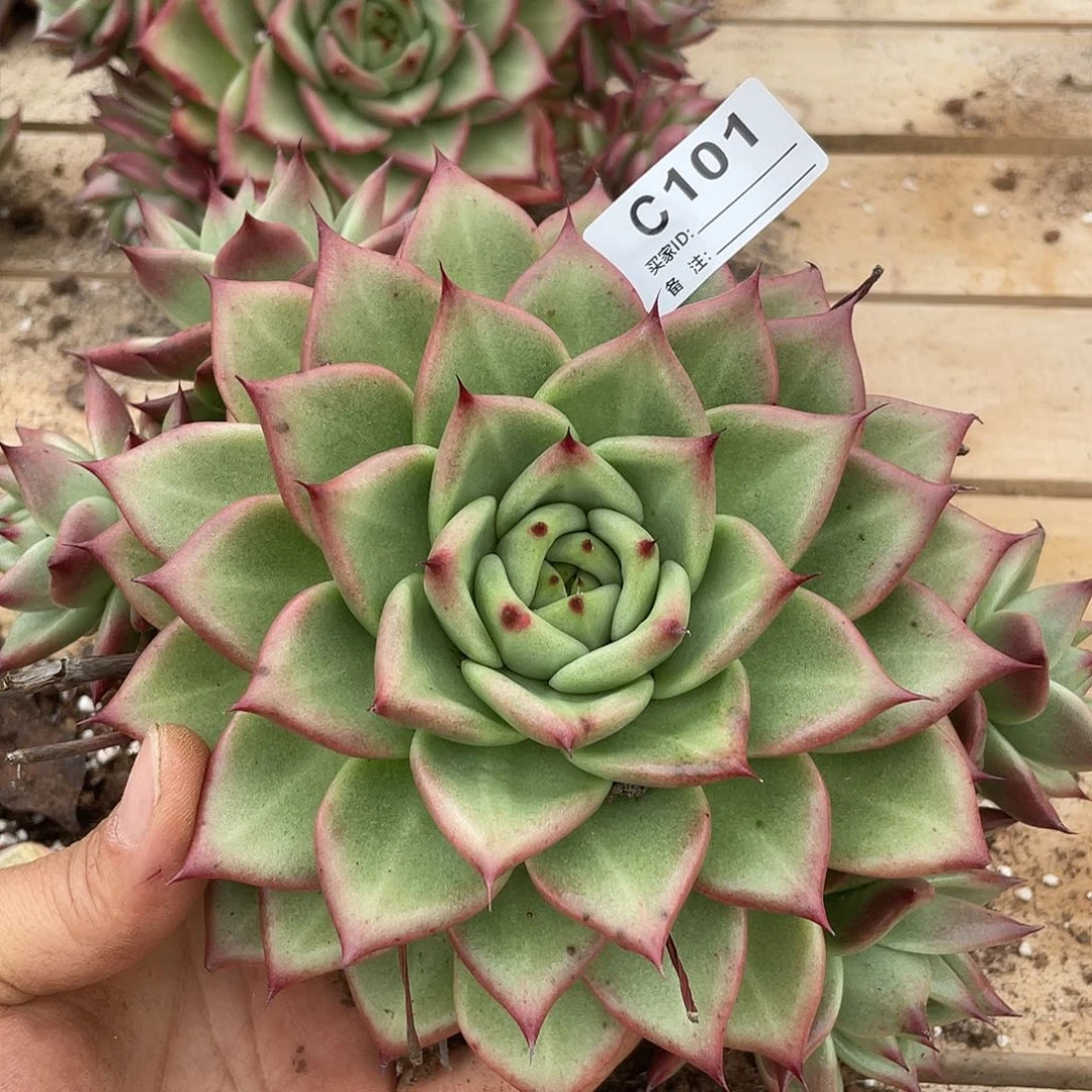 若如东云单拍C101