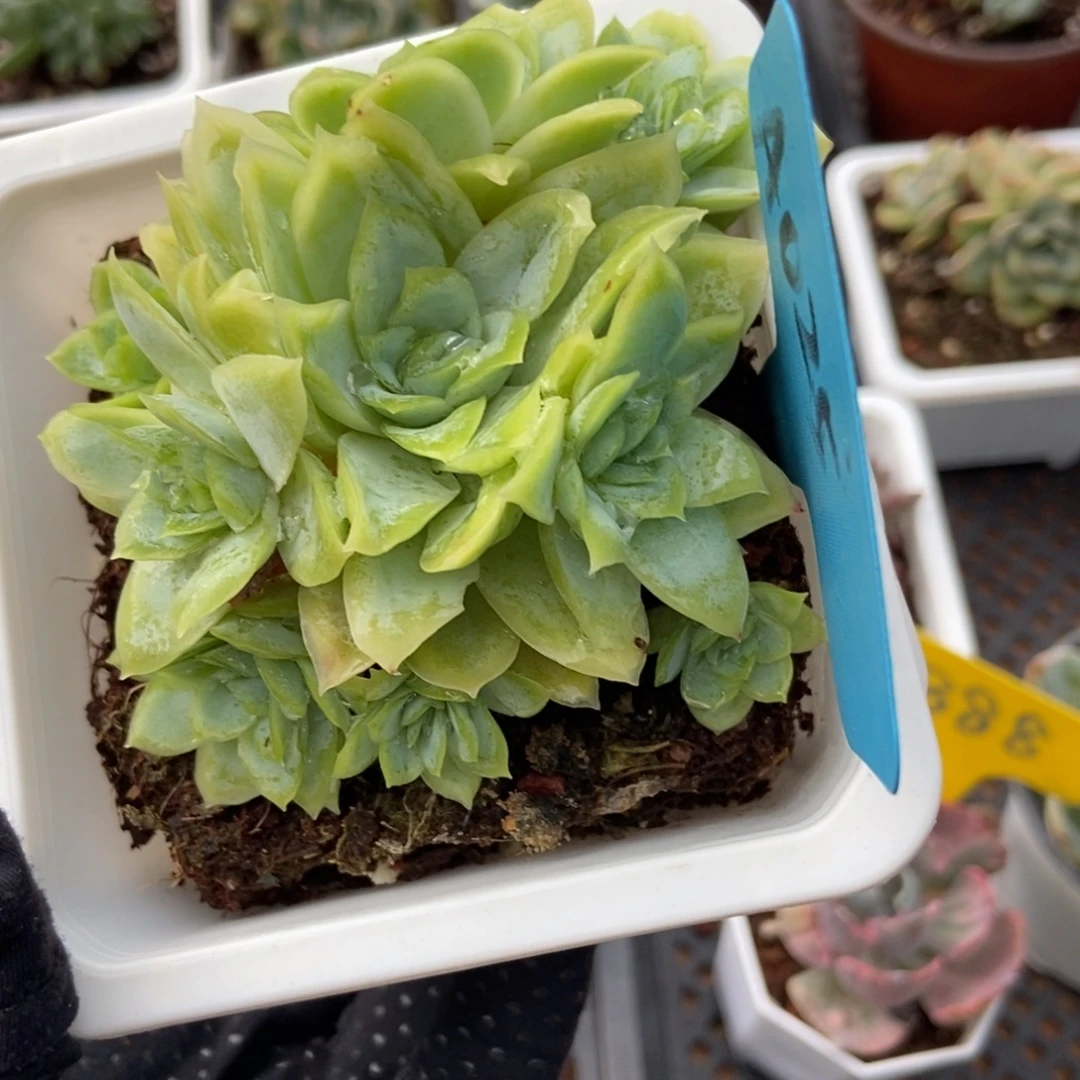 025女王玫冰片锦多肉植物保护