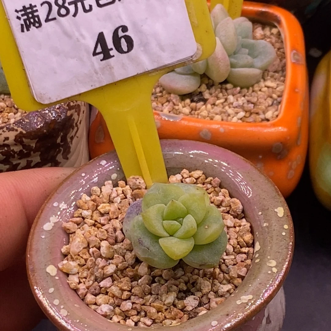 846冰玉富轮锦的福利