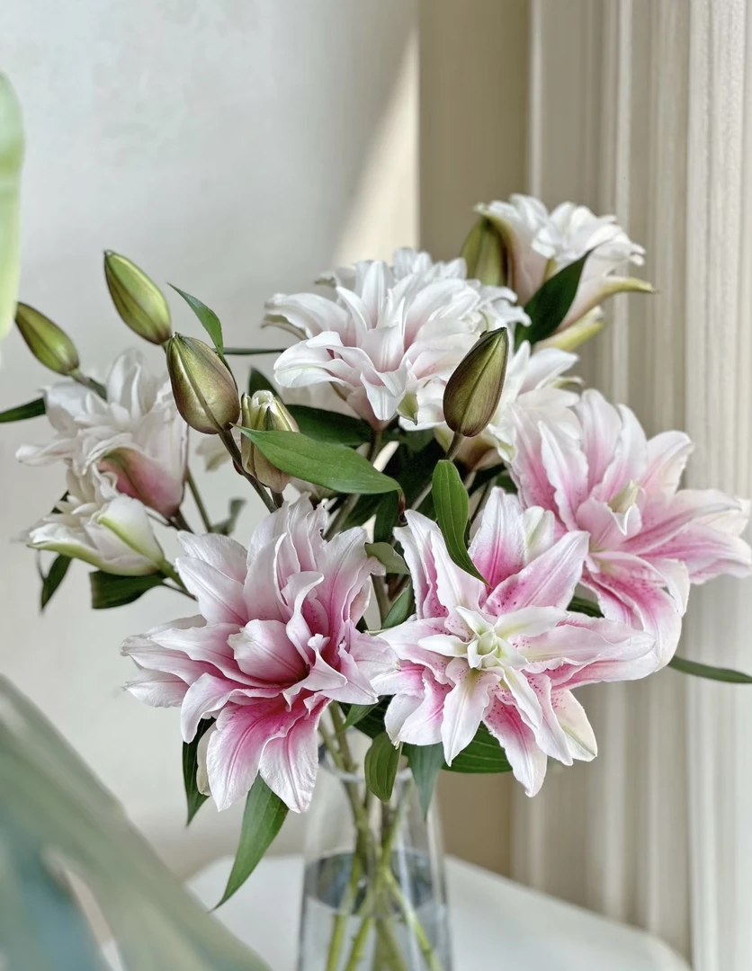 鲜花【伊莎贝拉重瓣百合】同地址两单以上顺丰或德邦空运+送配草1扎