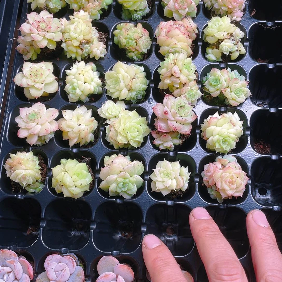 个体透麦杆透群穴一个满25包邮