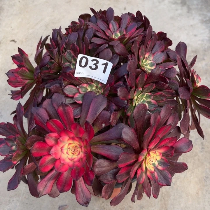 031烟花朵朵30厘米左右