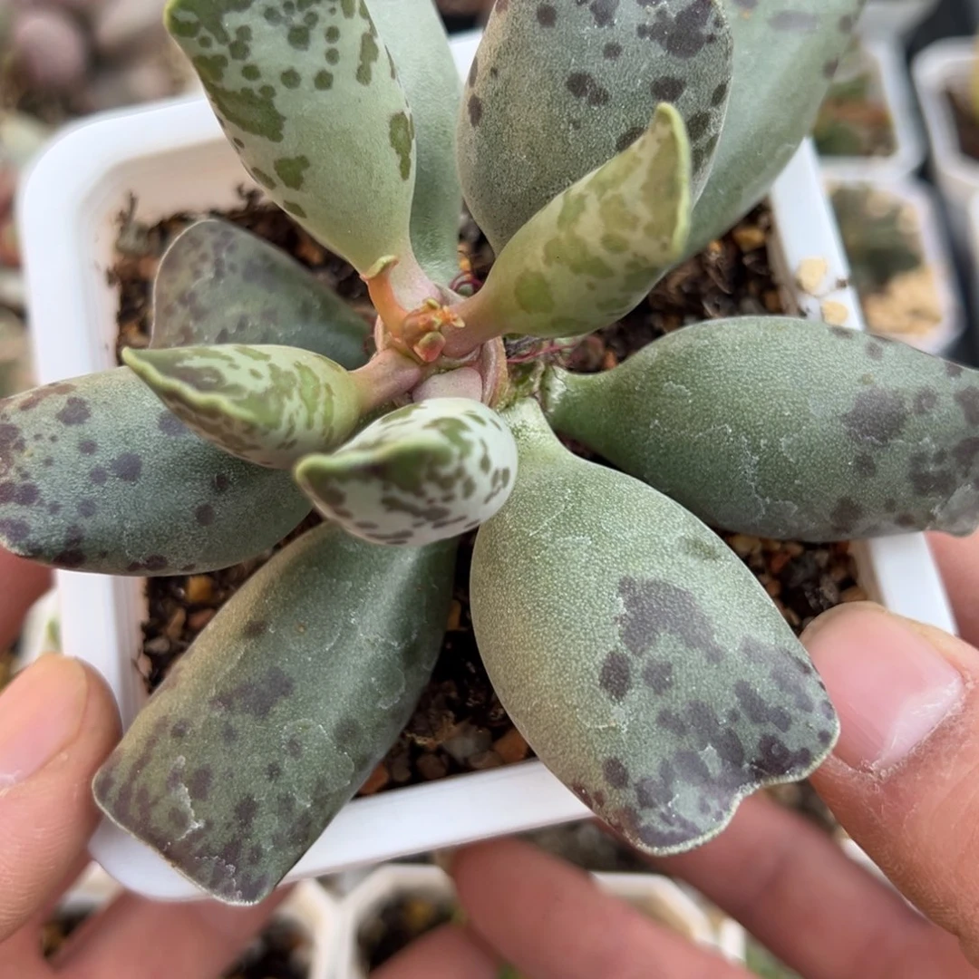 猫耳海豹老桩多肉植物