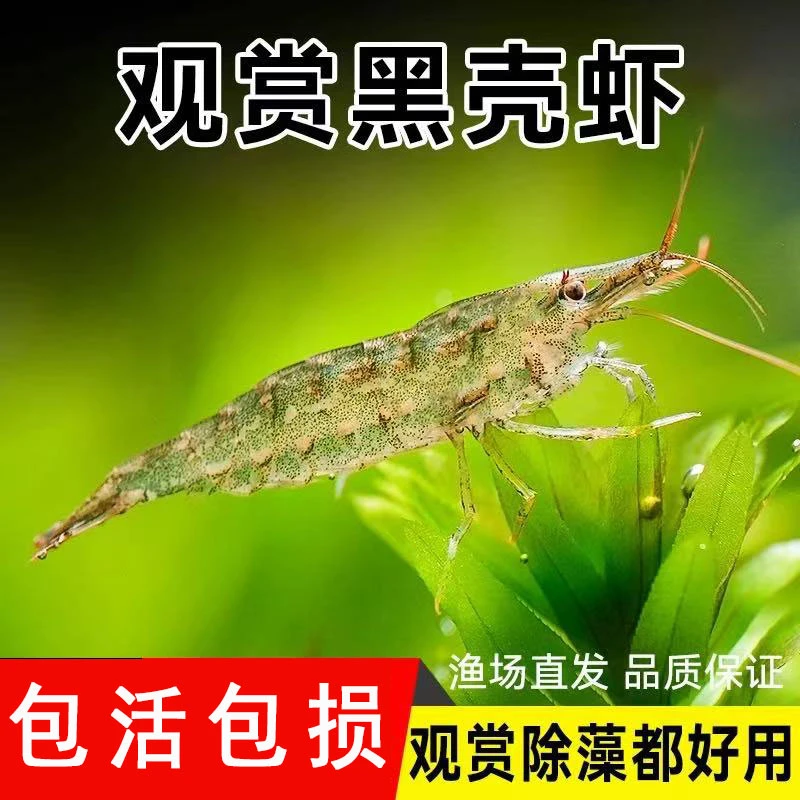 黑壳虾除藻水草虾清洁饲料工具鱼缸小草缸造景装饰水族箱布景观赏