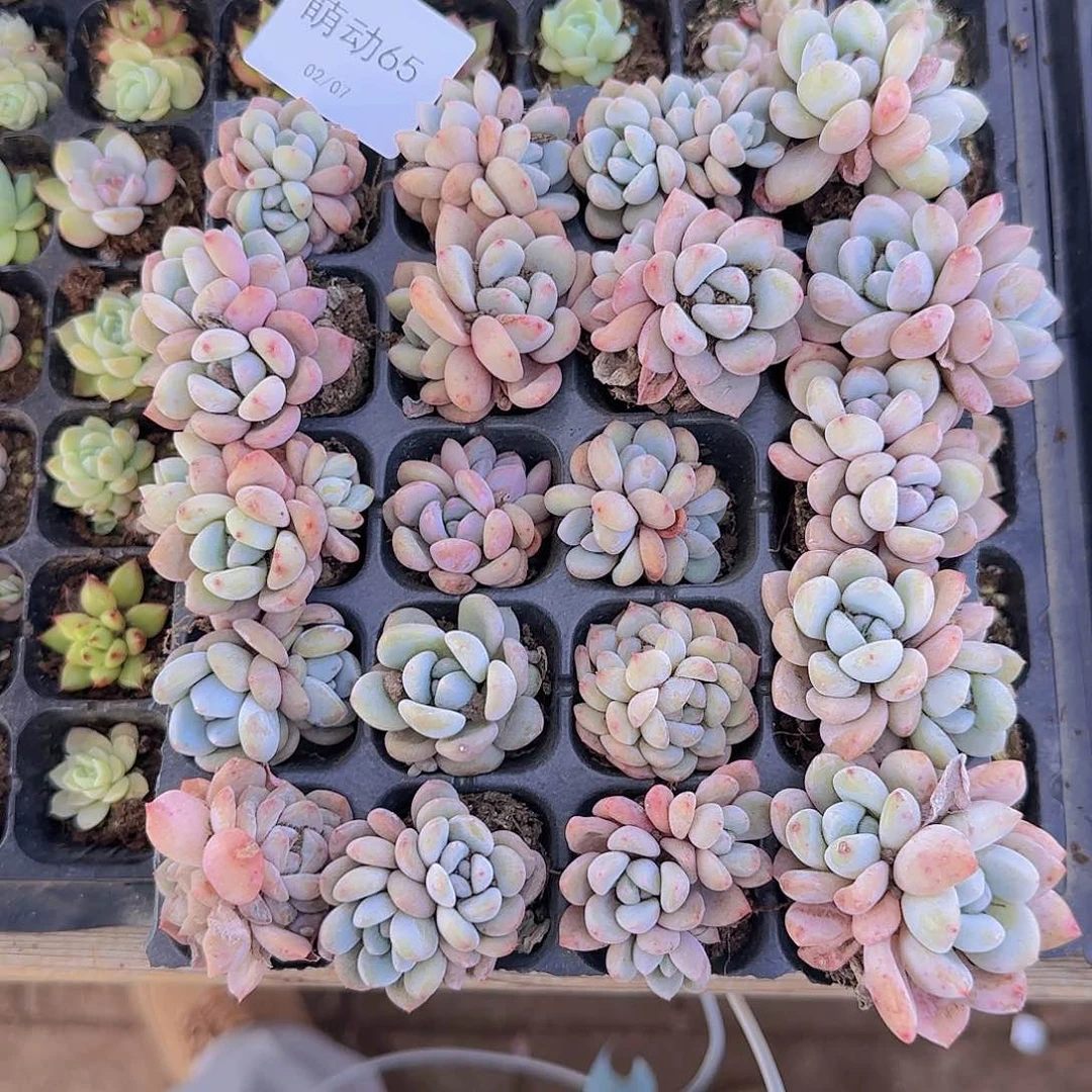 直播一物一拍多肉65