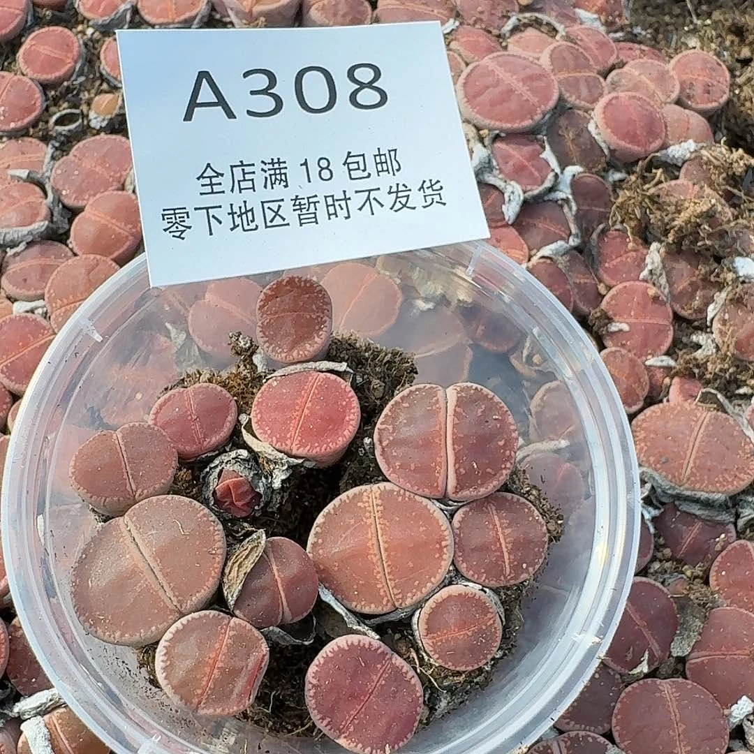 A308哈哈哈哈哈哈哈哈哈