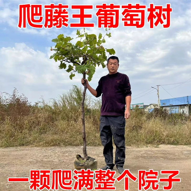 爬藤王阳光玫瑰葡萄树苗无核巨峰盆栽南北方种植地栽耐寒树果苗