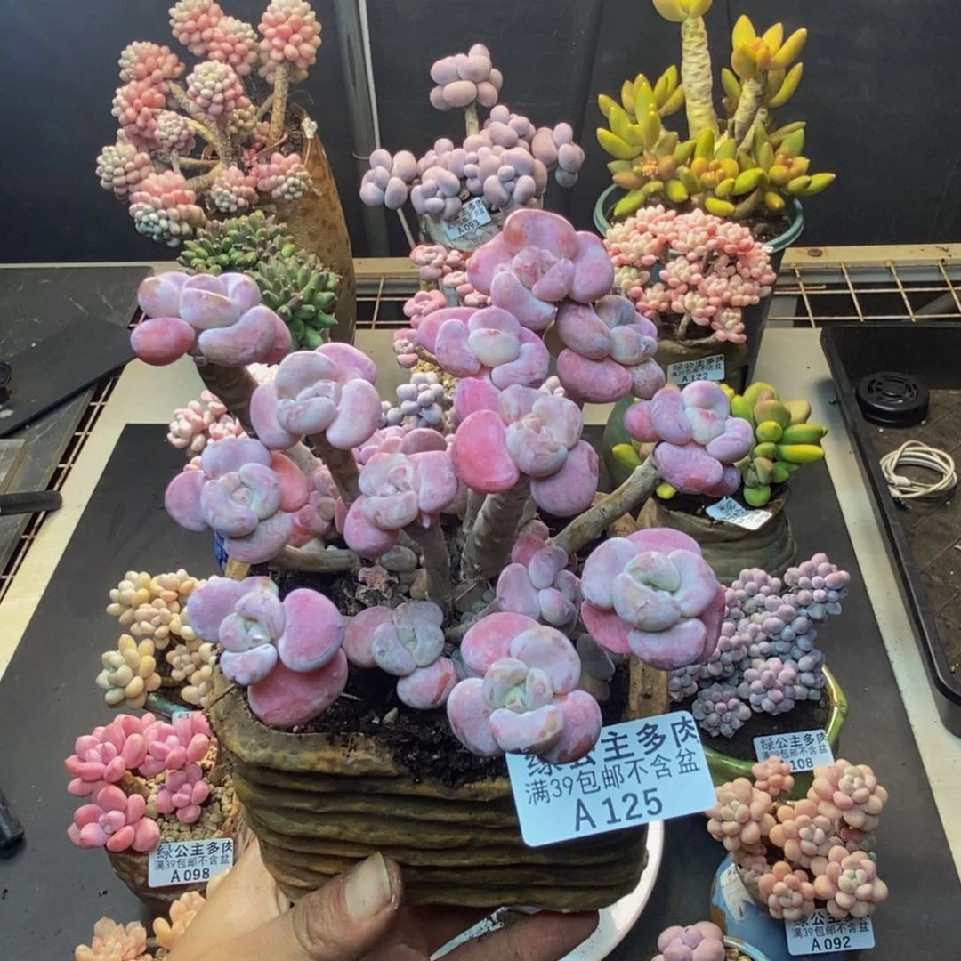 125腰子洛神多肉10c m