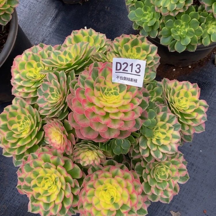 【闪购商品】213海王多肉