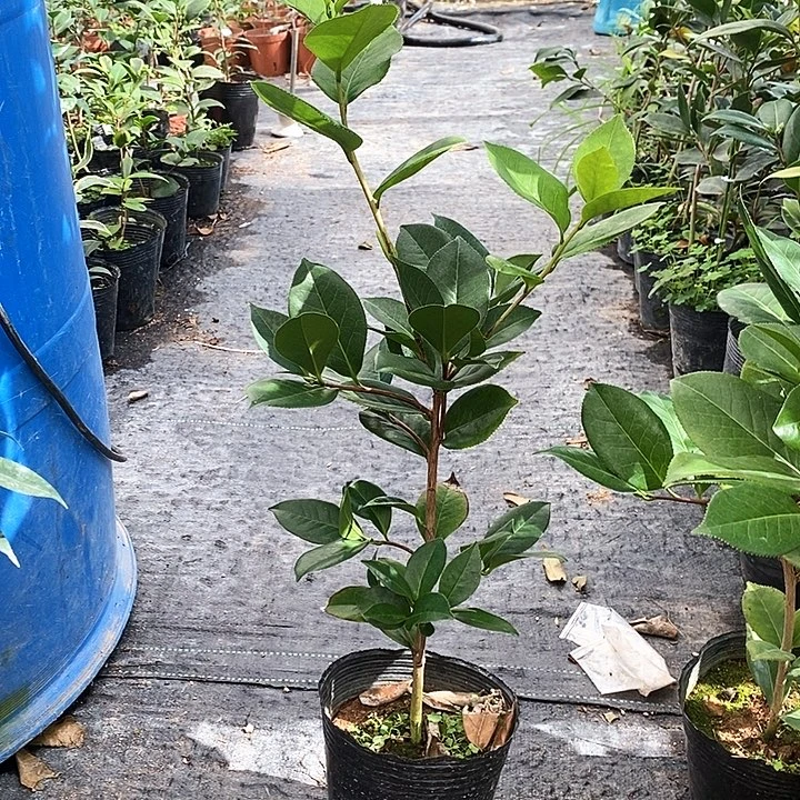 当前无花栽培后可以开花，姚黄