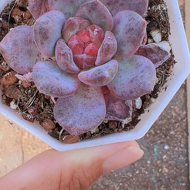 爱丽儿多肉19包邮