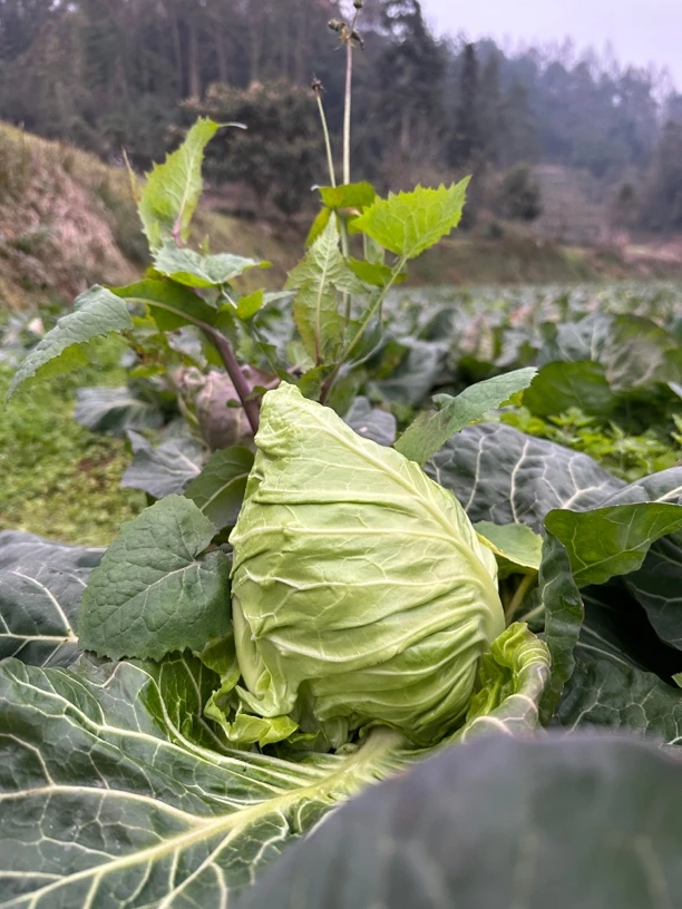 贵州高山农家露天自种植牛心甘蓝包菜现砍现发5斤9斤20斤新鲜包邮