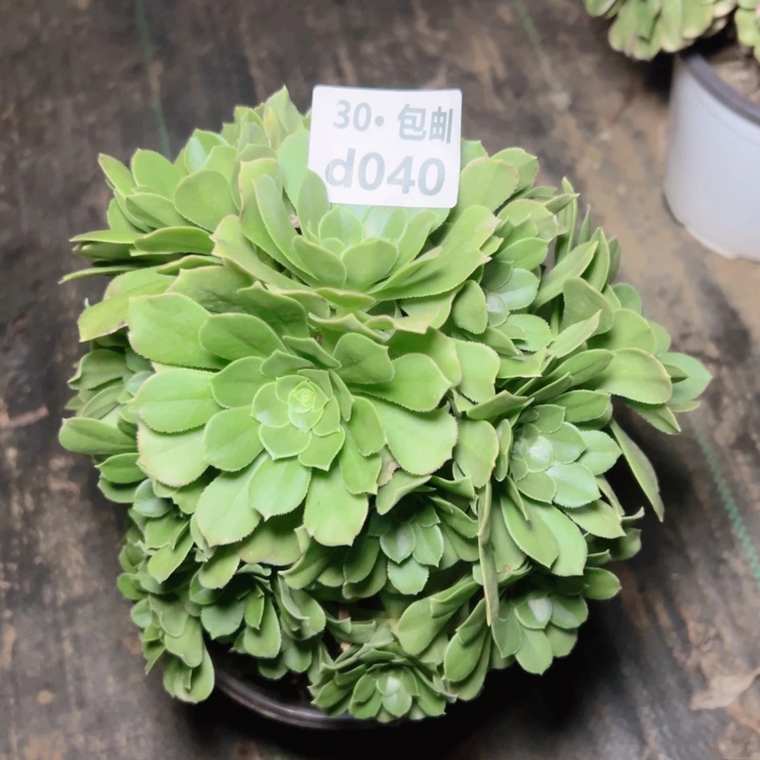 040绿杨蓉 多肉法师