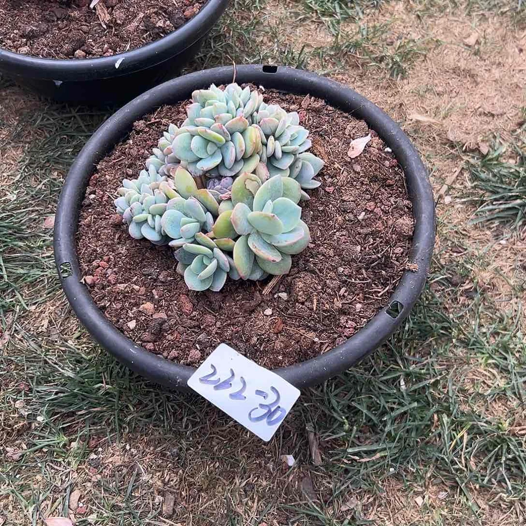 R****a222-30白凤缀多肉