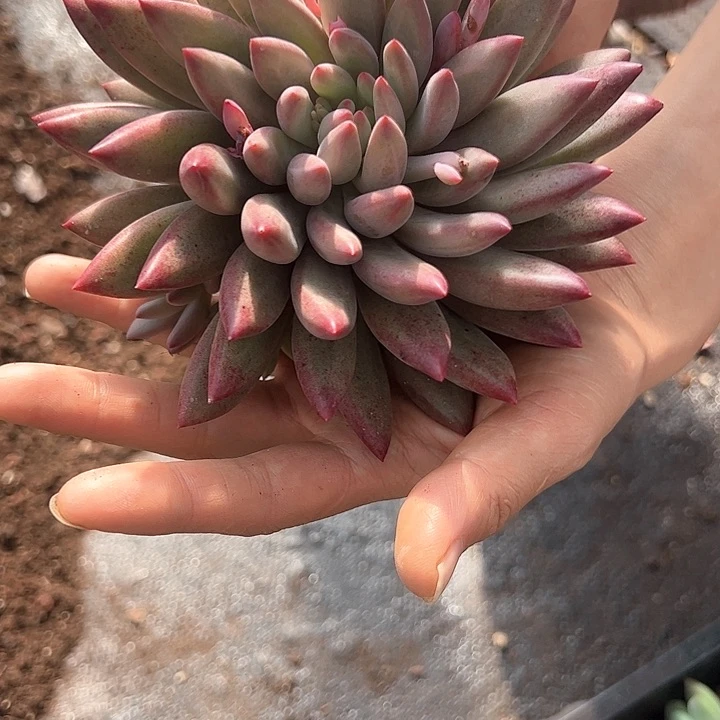 【闪购商品】流沙虞美人