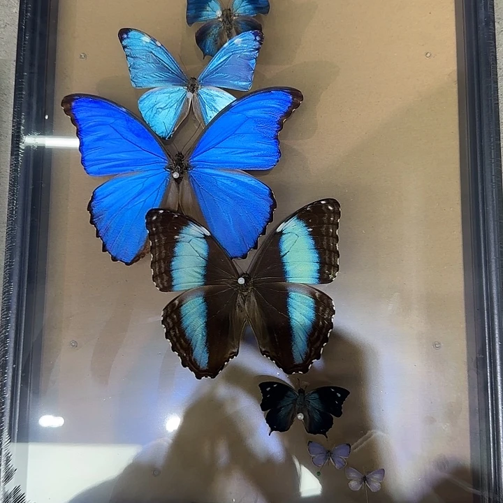 胖***m组合款蝴蝶标本大福标本定制