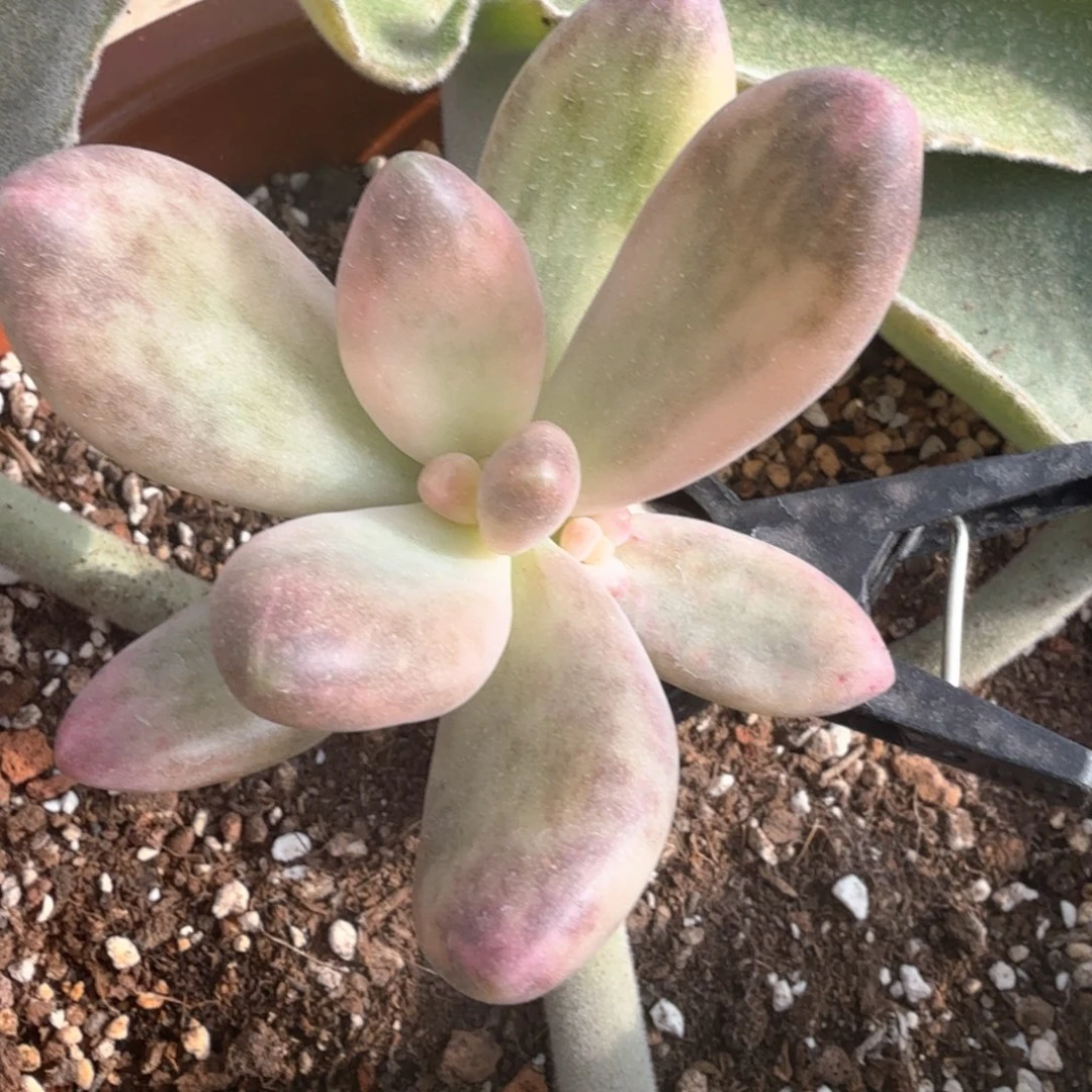 碗****碗哥 糖果美人锦 多肉植物