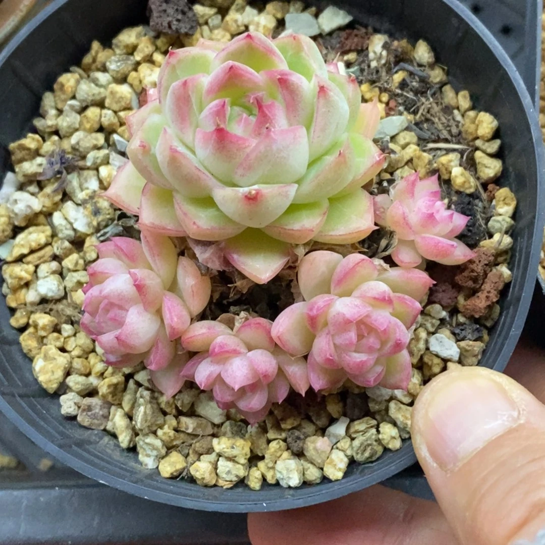 精品多肉一物一拍不包整317