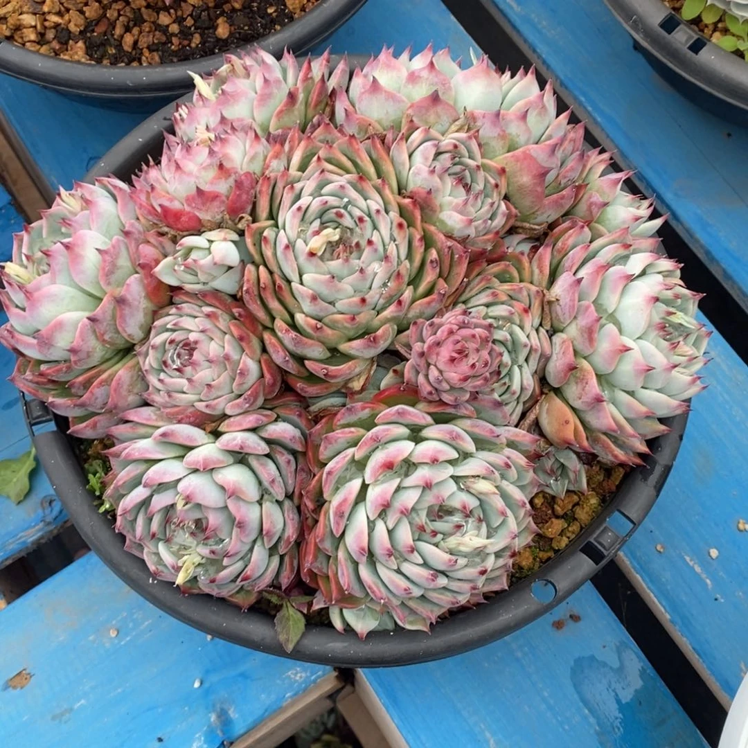 寄养多肉植物一物一拍多肉