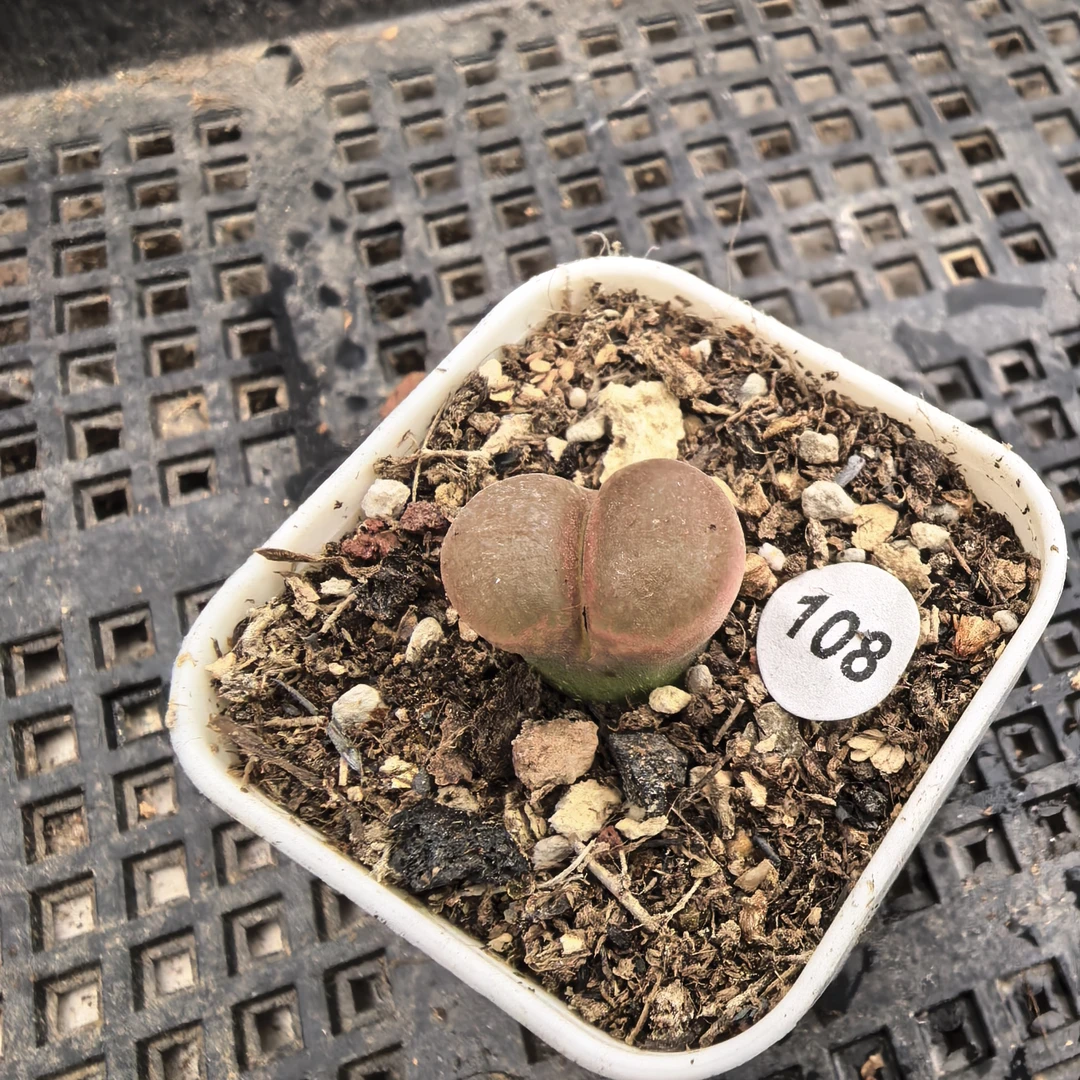 cm10风铃1.5cm带盆多肉108