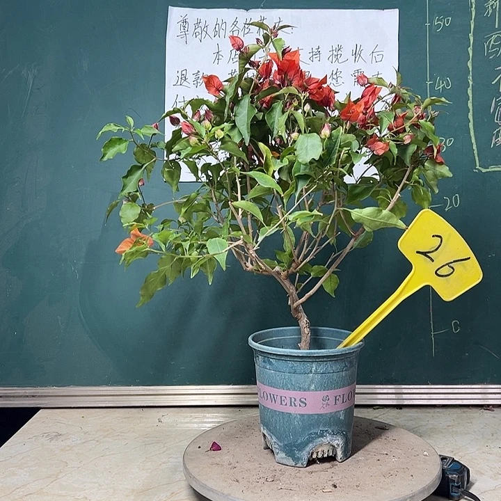 完全开放  热火桑巴  26