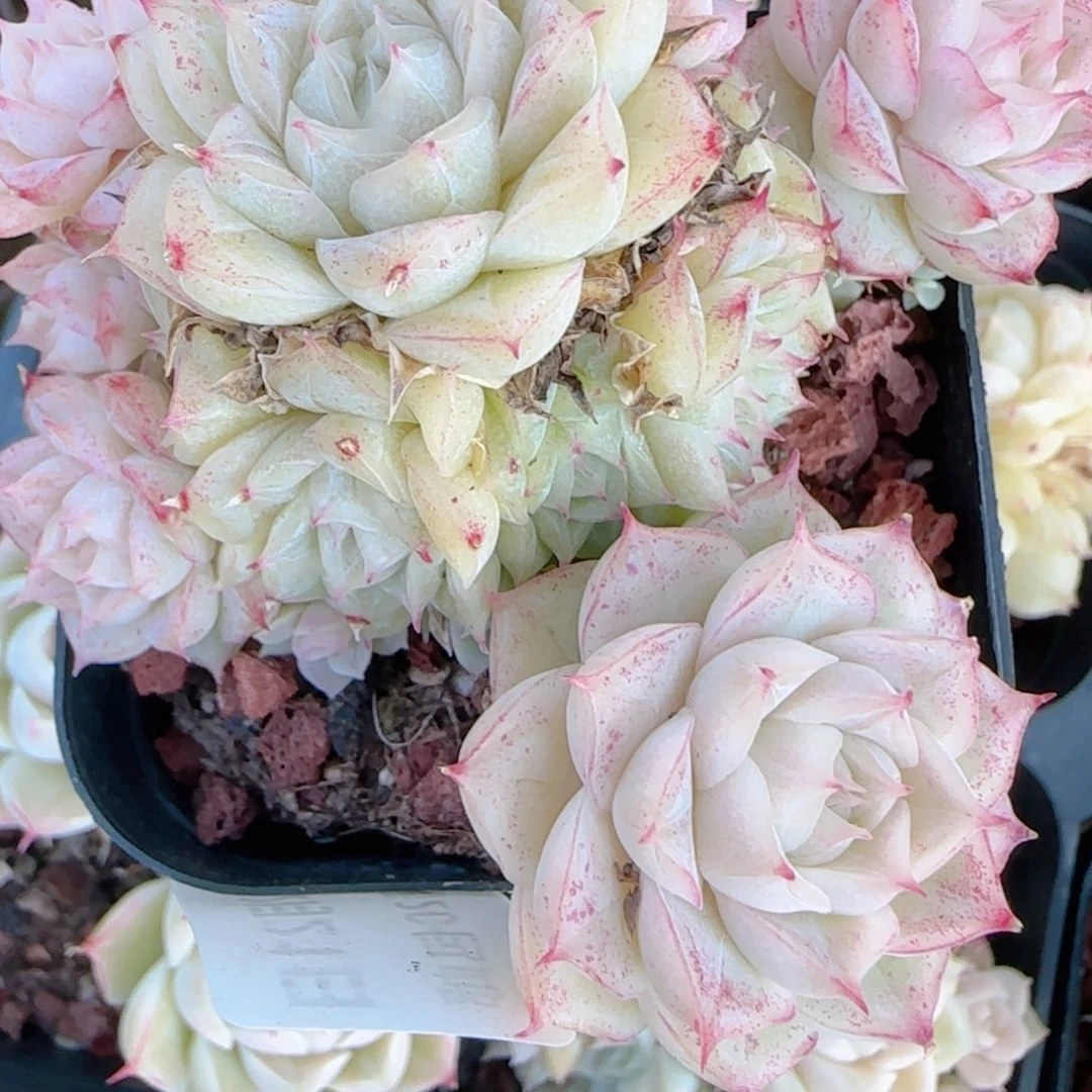 鱼***鱼花语多肉1221-342紫魔仙散