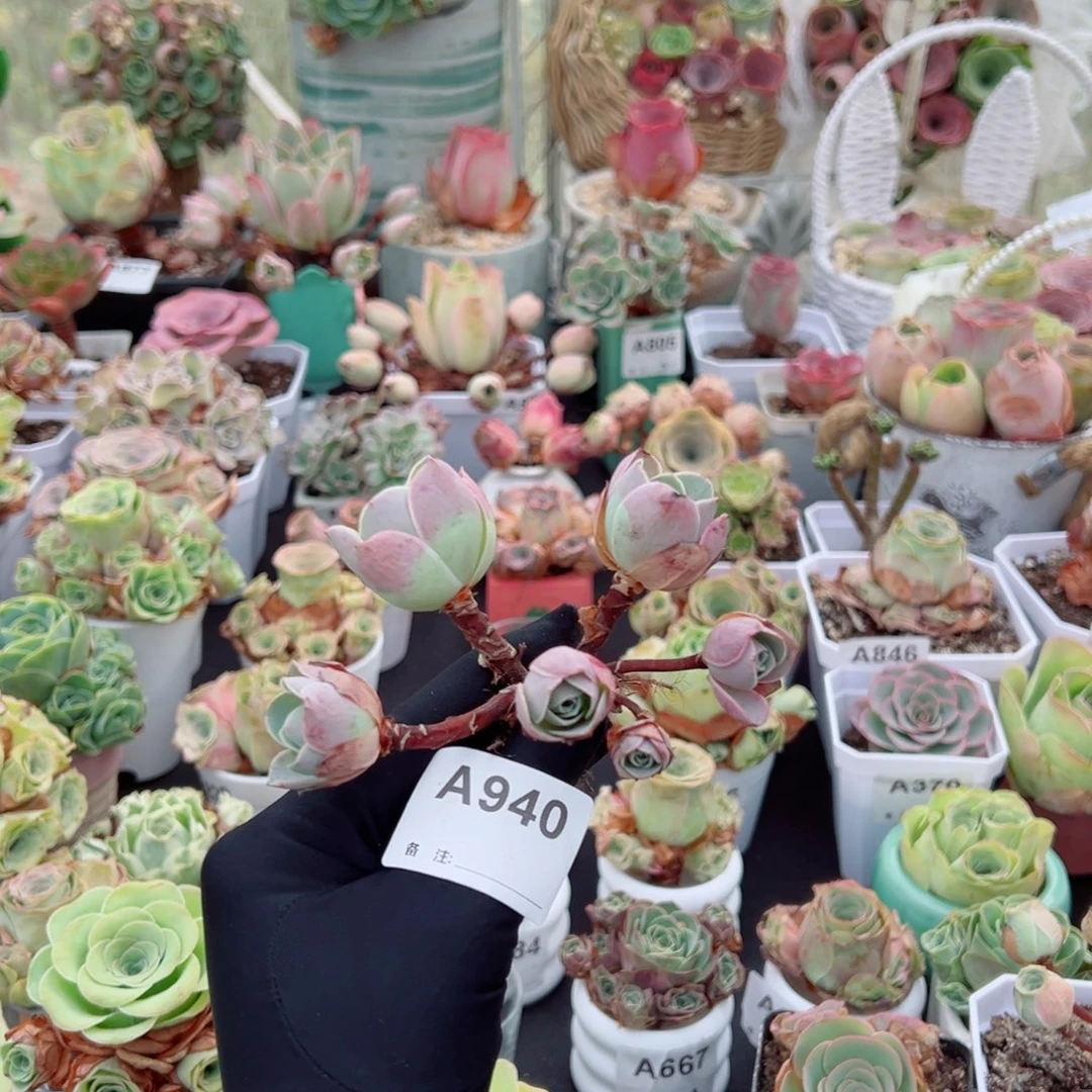 940地中海花园飘枝群福利。 一物一拍