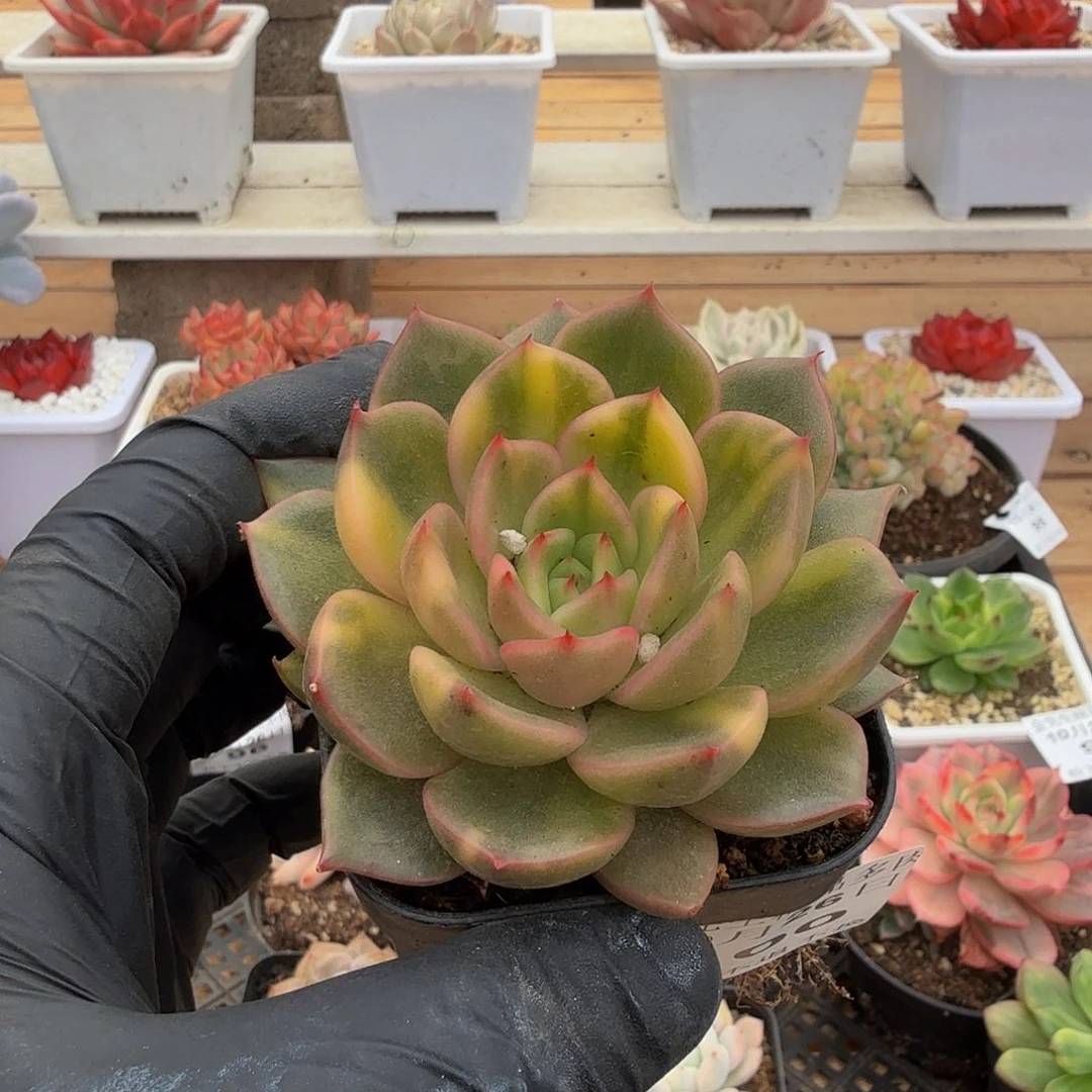 1026-100阿卡斯亚锦单头